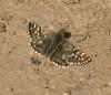 Pyrgus sp.